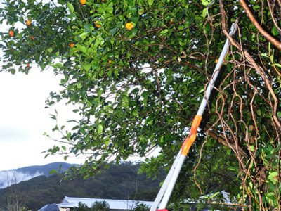 初動対応「国で検証を」