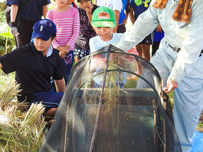 天城町瀬滝・水稲脱穀作業
