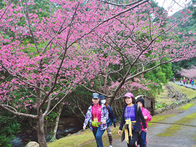 大和村のまほろばウォーク