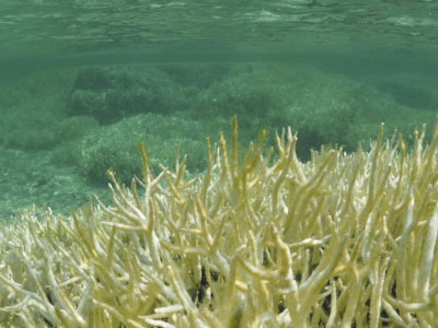 サンゴ礁の大規模白化確認