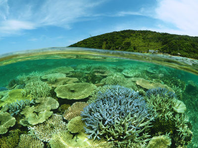 大浜、サンゴの白化拡大