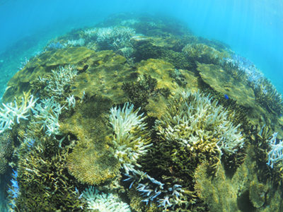 大浜礁池サンゴ９割白化、８割死滅
