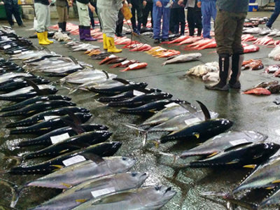 名瀬漁協・中央青果で初セリ