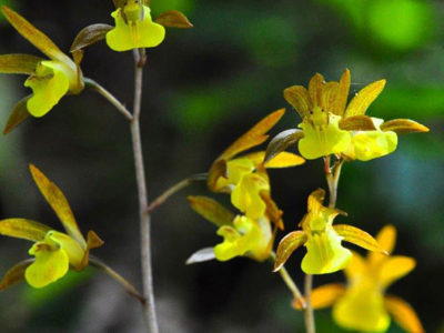 湯湾岳周辺で見頃