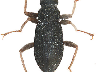 ホソカタムシ類の新種認定