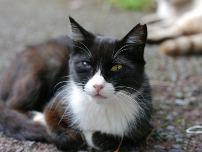 ＴＮＲ事業を継続