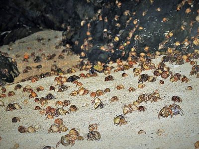 国天然記念物オカヤドカリ