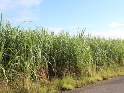 台風後の降雨望む声