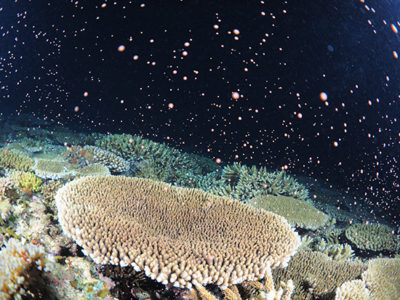 サンゴの一斉産卵確認