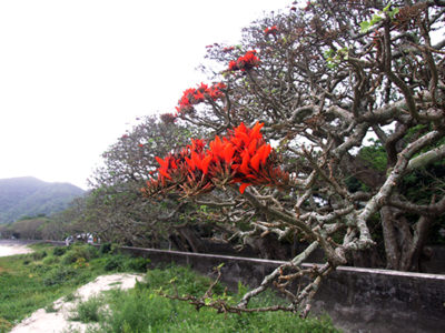 デイゴ害虫駆除事業継続