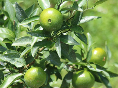 年内出し新柑橘