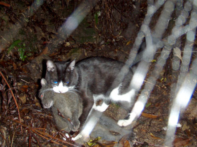 実効性ある条例改正を