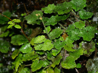 奄美大島の山中で新種確認