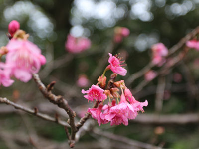 早くもヒカンザクラ開花