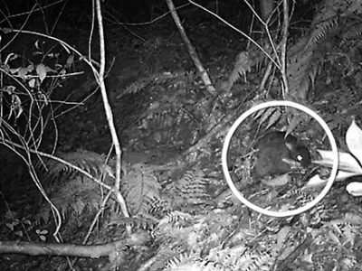 アマミノクロウサギ