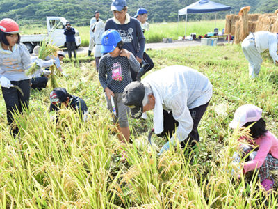 たわわに実り今年は豊作