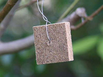 徳之島（天城町）でも誘殺確認