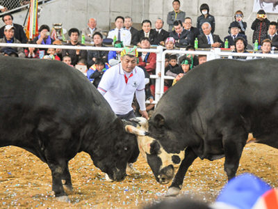 闘牛大会