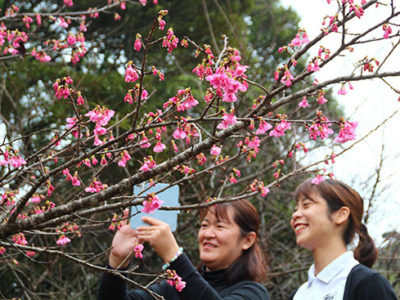 ヒカンザクラ開花宣言　龍郷町自然観察の森