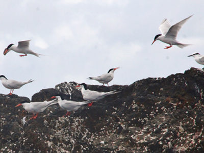ベニアジサシとエリグロアジサシ飛来
