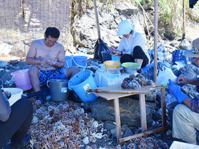 夏味覚ウニ漁シーズン到来