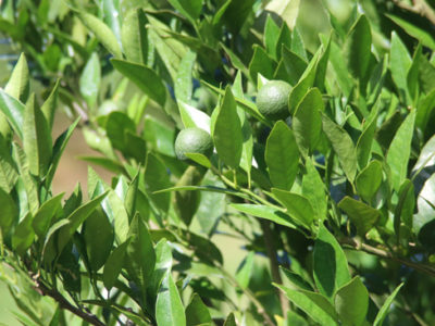 解除の先に（中）　ミカンコミバエと奄美大島