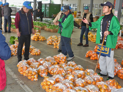 ポンカン相場低迷