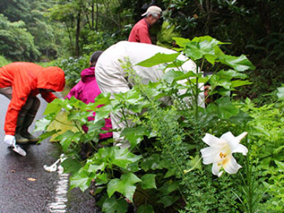 外来種のタカサゴユリ駆除