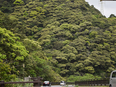 木材にイタジイ着目