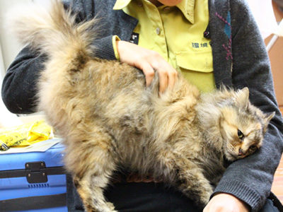 奄美野生生物保護センター