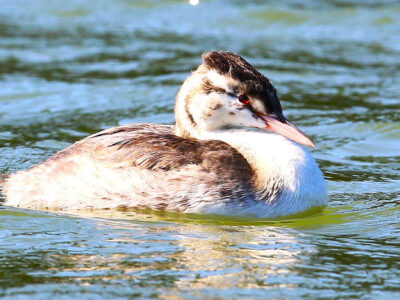 徳之島町諸田池　「カンムリカイツブリ」の幼鳥