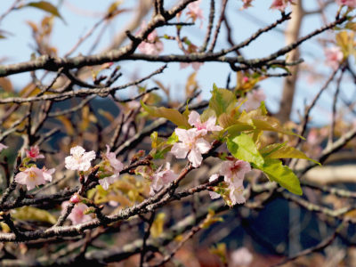 季節はずれの「サクラサク」