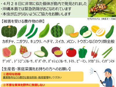 害虫セグロウリミバエ誘殺