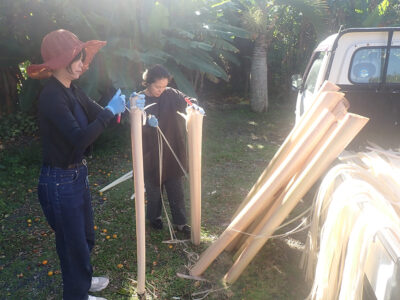 バショウの糸取り作業始まる