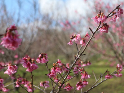 ヒカンザクラ早くも彩る
