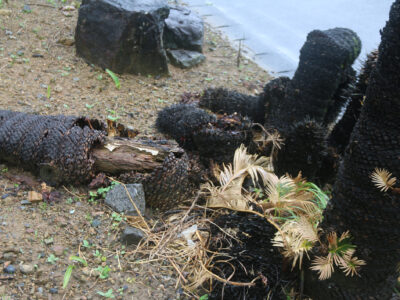 「ソテツ守る」「奄美の風景や文化守る」