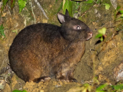 クロウサギ輪禍、過去最多