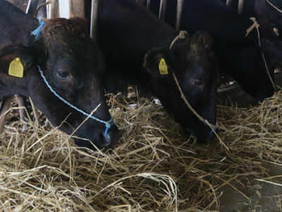 自給飼料増産へ支援