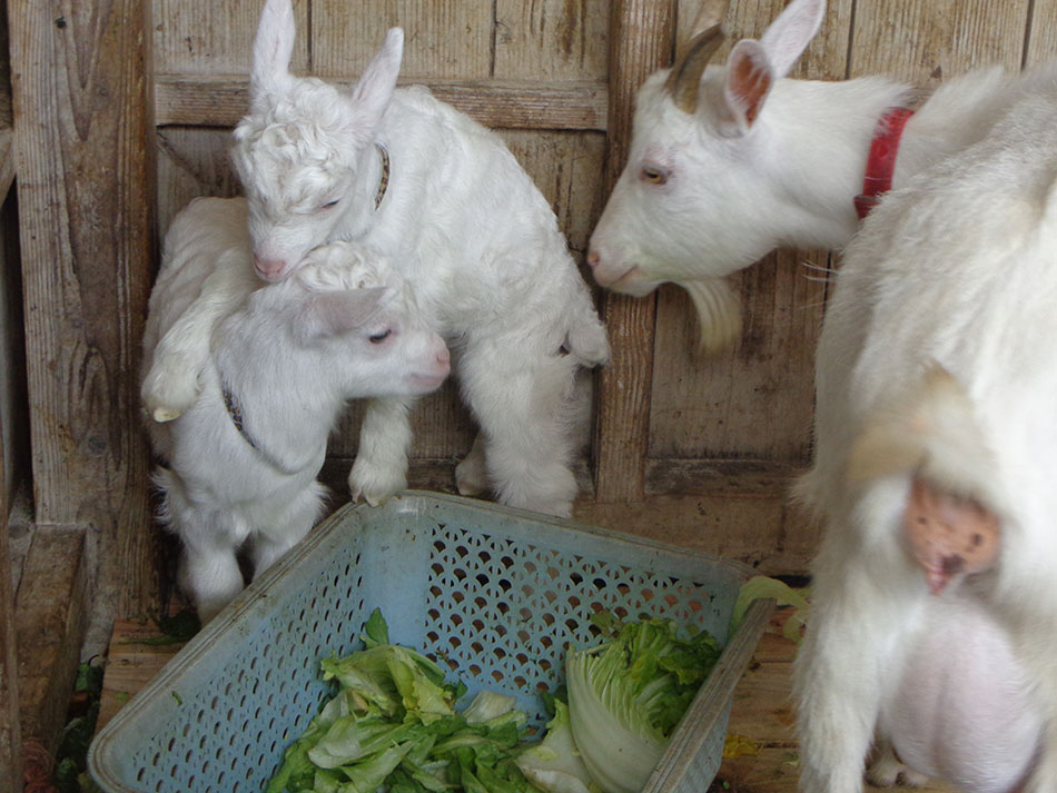 双子のヤギ誕生 – 奄美新聞