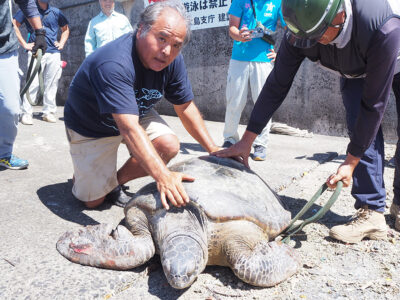 メスのアオウミガメ救出