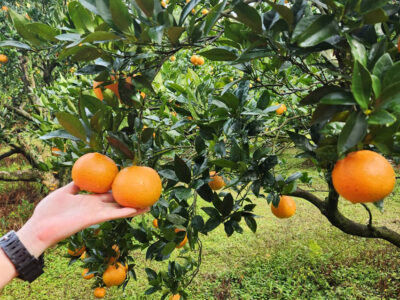 ニュースＦｏｌｌｏｗ