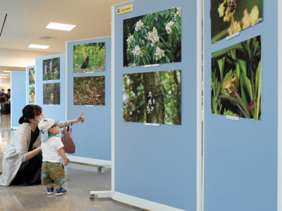 奄美の動植物、四季折々に