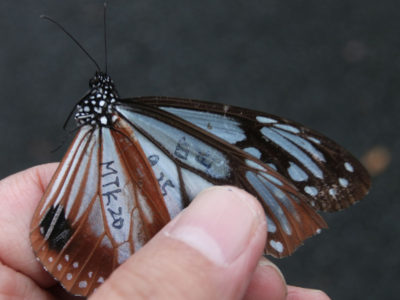 再捕獲例が増加
