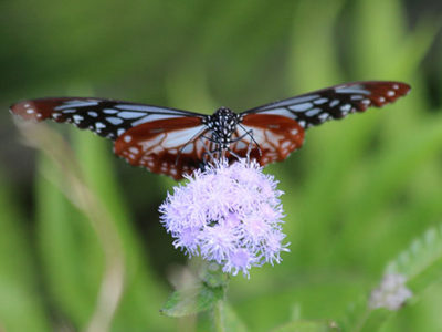 長距離移動・アサギマダラ