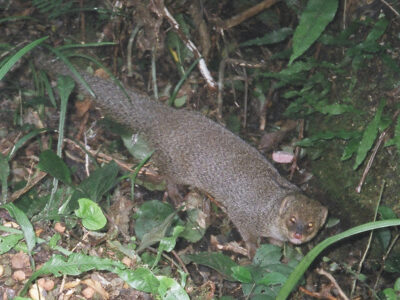 奄美大島のマングース根絶宣言