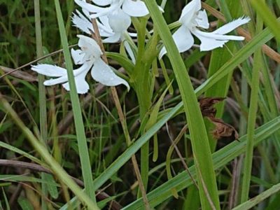 また「ダイサギソウ」盗掘疑い