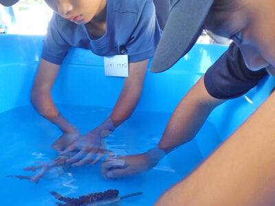 サンゴ礁を守ろう