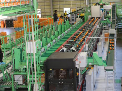 光センサー選果場利用