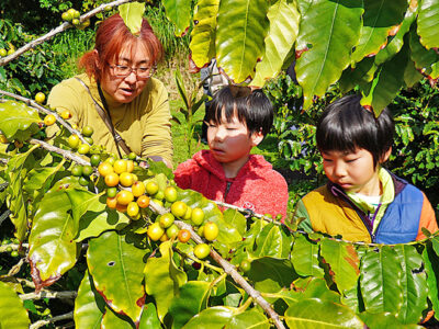 「徳之島コーヒー」の魅力を体感