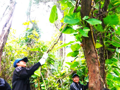 外来種「ポトス」駆除に汗